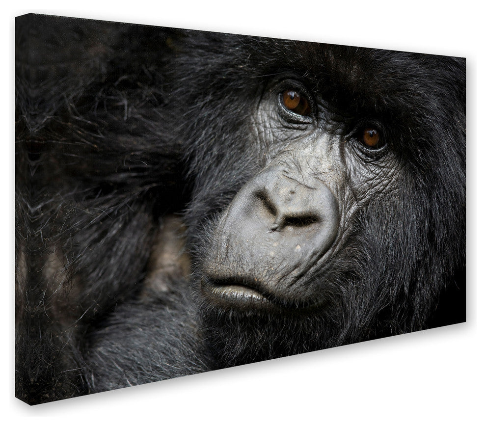 "Gorillas" by Robert Harding Picture Library, Canvas Art, 12"x19"