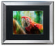 Lois Bryan 'Green Winged Macaw' Art, Silver Frame, Black Matte, 20"x16"