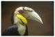"Wreathed Hornbill male, Malaysia" Paper Print by Tim Fitzharris, 26"x18"