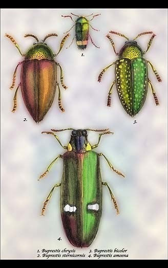 Beetles: Buprestis Chrysis B. Sternicornis, et al. #1- Fine Art Giclee Print