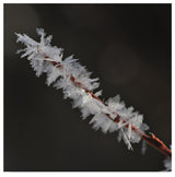 "Treasure of Nature" by Christine Sainte-Laudy, Canvas Art