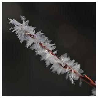 "Treasure of Nature" by Christine Sainte-Laudy, Canvas Art