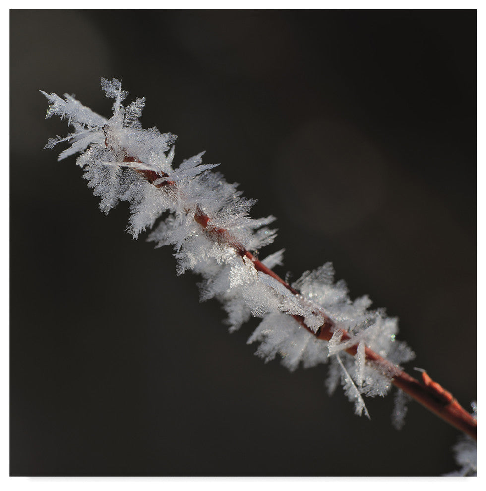 "Treasure of Nature" by Christine Sainte-Laudy, Canvas Art