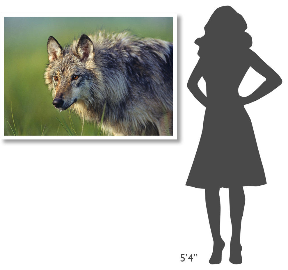 "Gray Wolf, native to North America" Paper Print by Tim Fitzharris, 46"x33"