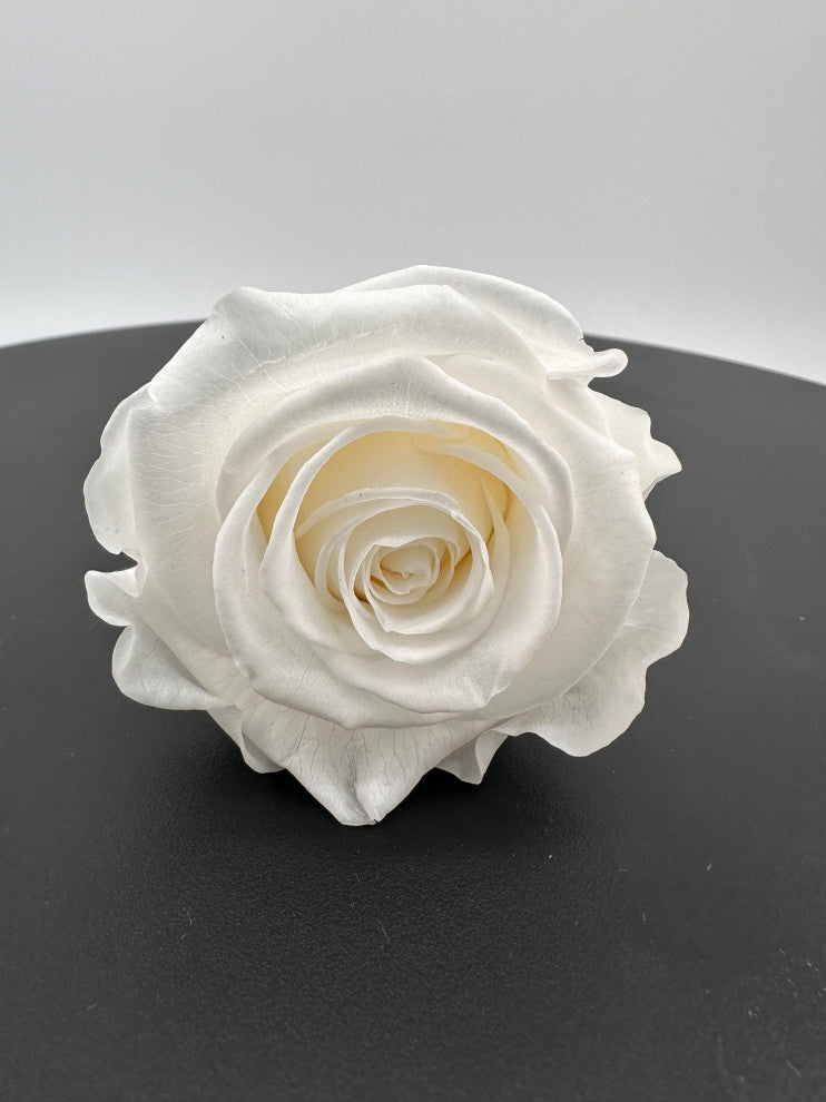 Regular Preserved Roses, Set of 8, Pure White