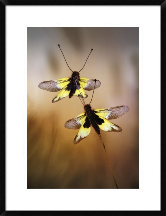"Owlflies" Framed Digital Print by Jimmy Hoffman, 24x32"