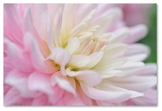 Cora Niele 'White and Pink Dahlia' Canvas Art