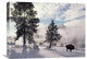 "American Bison In Winter, Yellowstone National Park, Wyoming" Artwork
