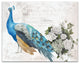 French Peacock 11x14 Canvas Wall Art