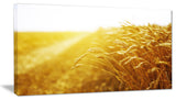 Bright Sunset over Wheat Field, Landscape Canvas Art Print, 32"x16"
