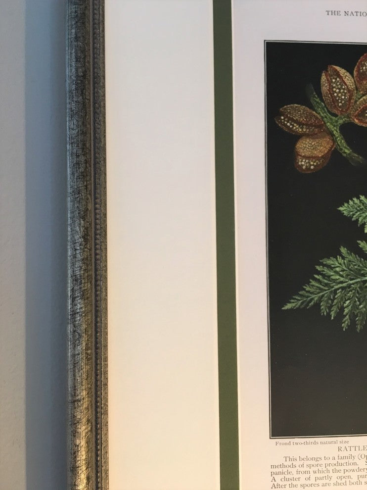 Original Vintage 1925 Botanical Fern Framed Prints, Set of 2