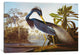 Louisiana Heron From "Birds of America" by John James Audubon