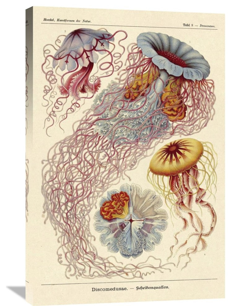 Haeckel Nature Illustrations: Jelly Fish, 24"X36"