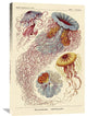 Haeckel Nature Illustrations: Jelly Fish, 24"X36"