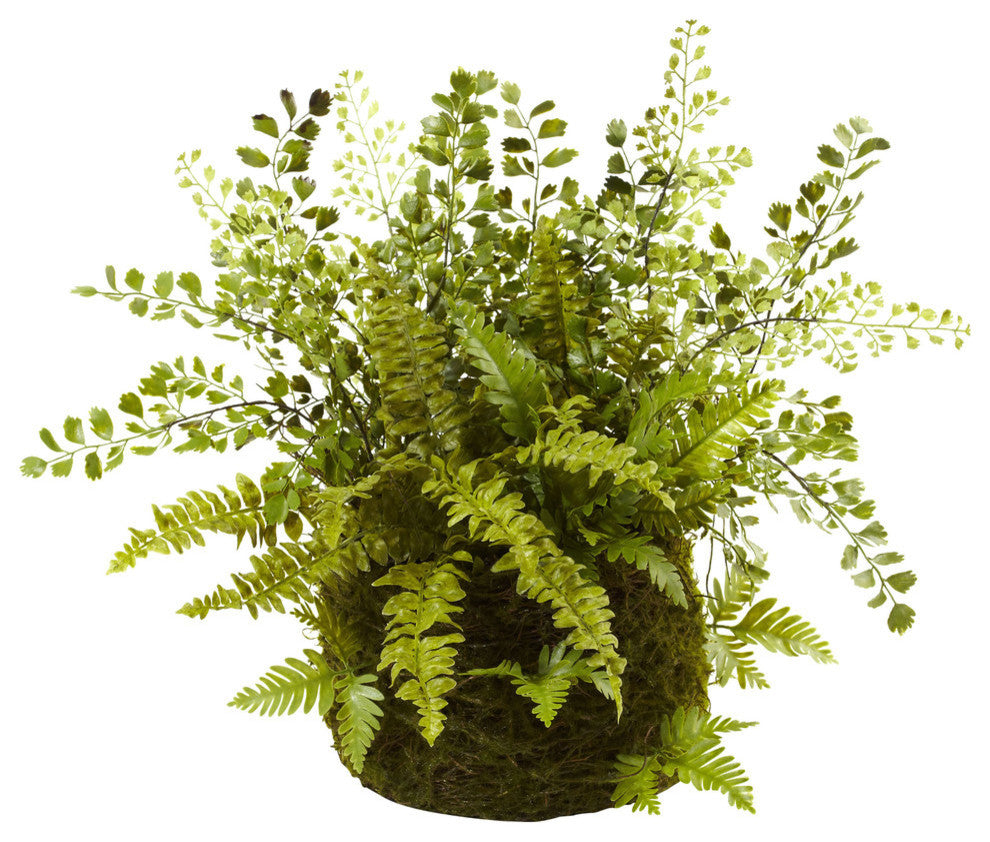 Full view of the plant in moss basket on a uniform white background; front-facing and represents the product clearly.