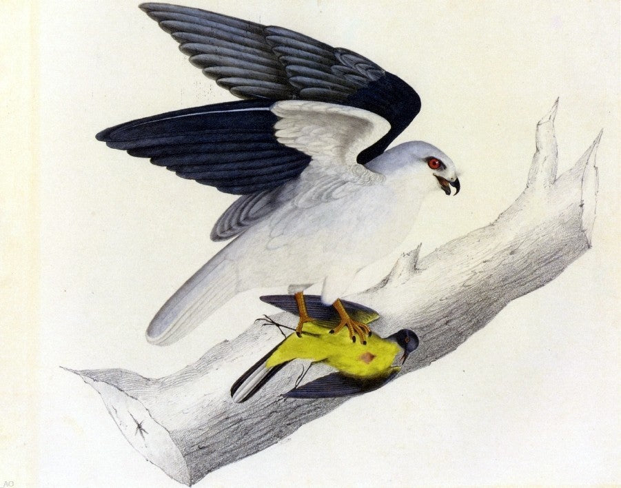 John James Audubon White-Tailed Kite, 20"x25" Gallery Wrapped Canvas Print