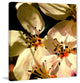 "Angelina 2" Painting Print on Canvas by Aryai