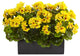 Geranium, Rectangular Planter UV Resistant
