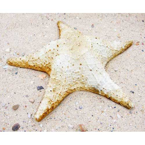 Starfish Pacific