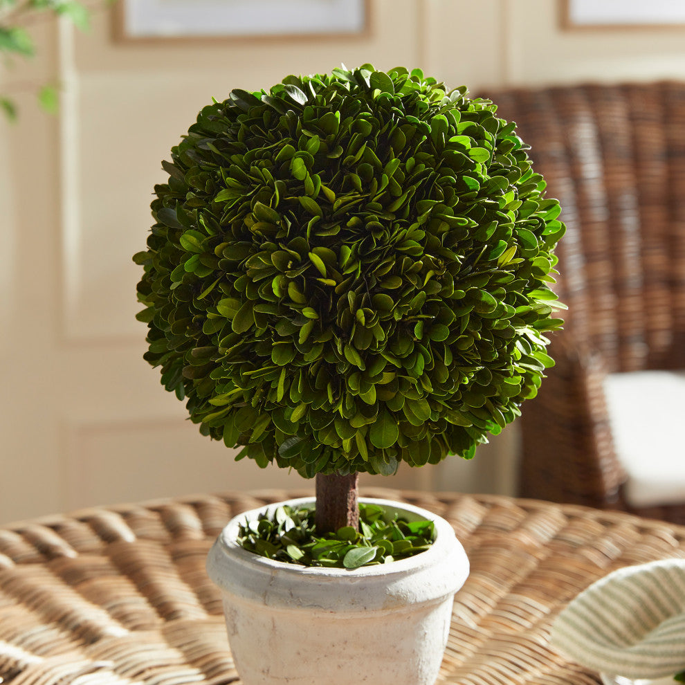 Boxwood Single 9" Diameter Ball Topiary In Pot