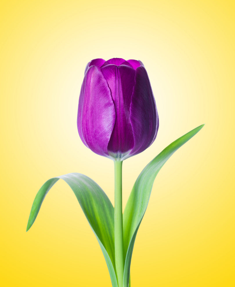 Purple Tulip on Yellow Minimal Floral Nature Photo Loose Wall Art Print, 16" X 20"