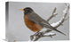 "American Robin Perching In Snow Storm, North America" Artwork, 18" x 12"