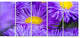 "Bunch of Large Violet Flowers" Flower Canvas Wall Art, 5 Panels, 60"x28"