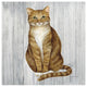 "Country Kitty II on Wood" Digital Paper Print by David Carter Brown, 20"x20"