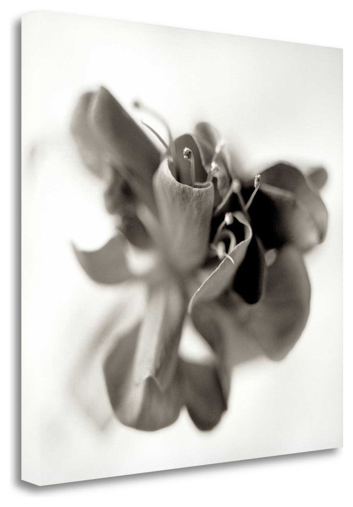 "Florison - 37" By Alan Blaustein, Giclee Print on Gallery Wrap Canvas