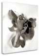 "Florison - 37" By Alan Blaustein, Giclee Print on Gallery Wrap Canvas