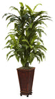 Marginatum With Decorative Planter