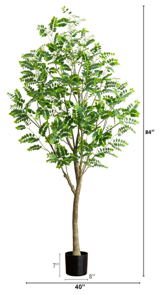 Instructional image showing measurements/dimensions beside the plant.
