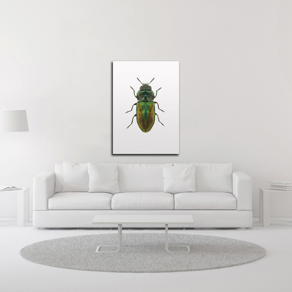 Beetle 1 by Design Fabrikken, Print on Canvas, 30"x42"