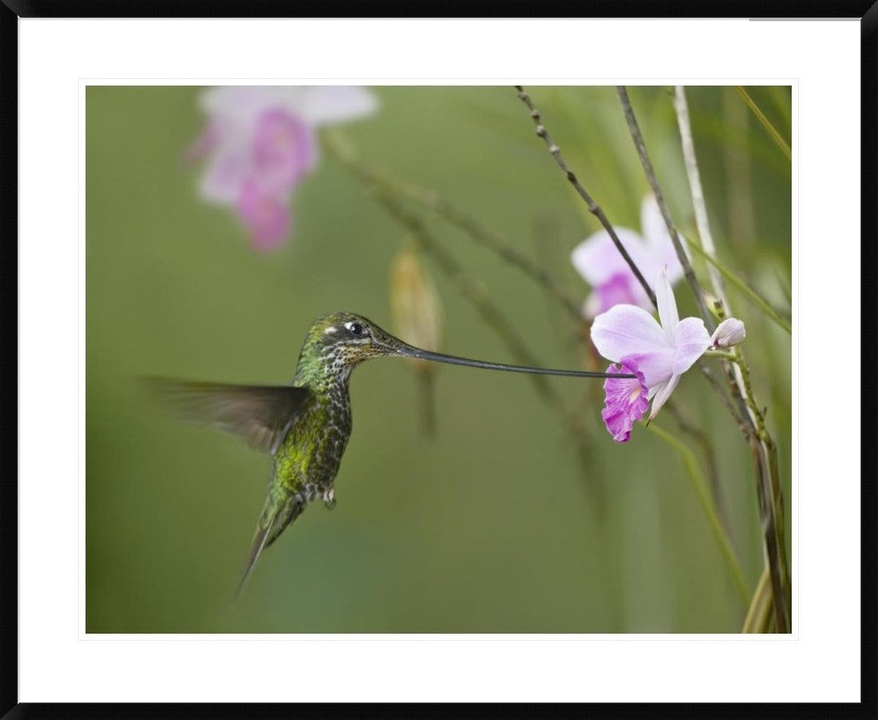 Sword-Billed Hummingbird Feeding On Flower Nectar, Ecuador, 38"x30"