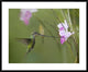 Sword-Billed Hummingbird Feeding On Flower Nectar, Ecuador, 38"x30"