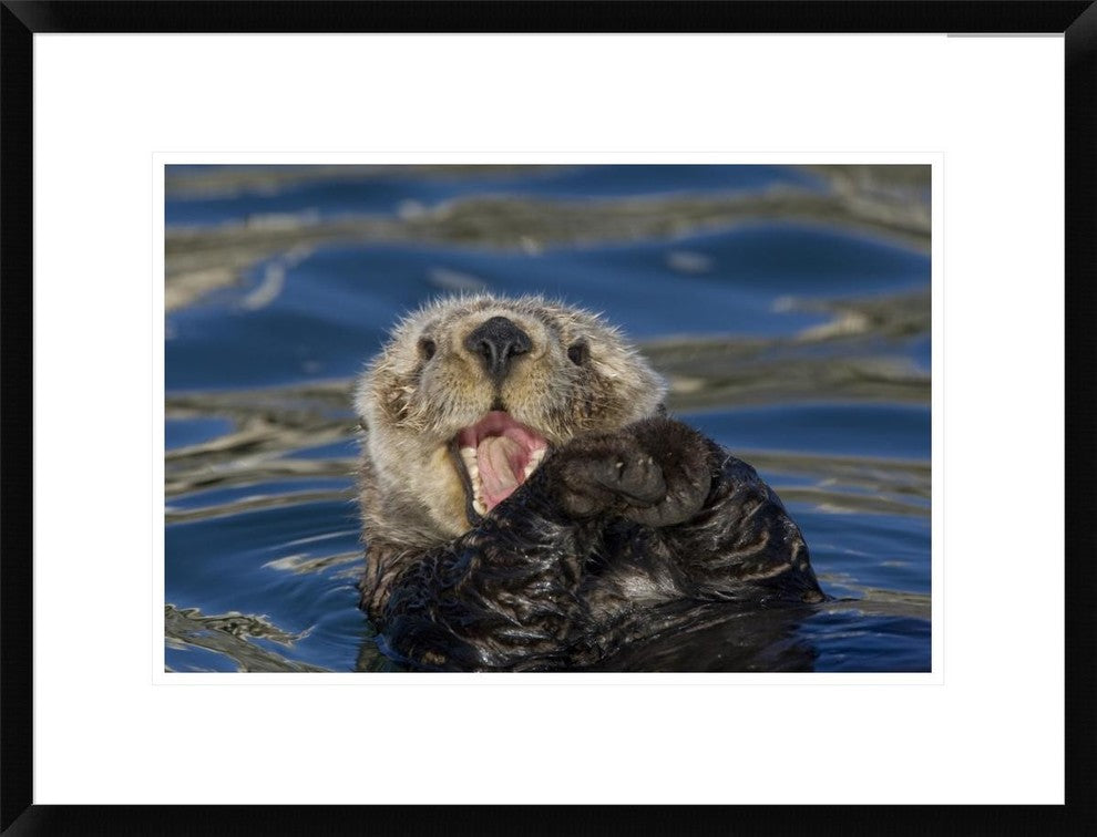 "Sea Otter yawning, Monterey Bay, California"  by Suzi Eszterhas, 26x20"