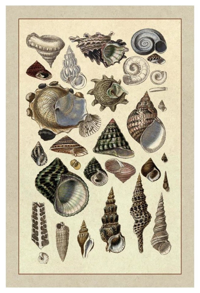 "Shells: Trachelipoda #3" Digital Paper Print by G.B. Sowerby, 22"x32"