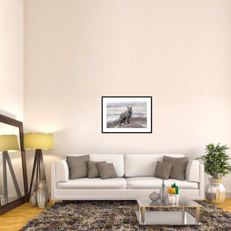 "Cross Fox" Framed Digital Print by Alessandro Catta, 38"x28"