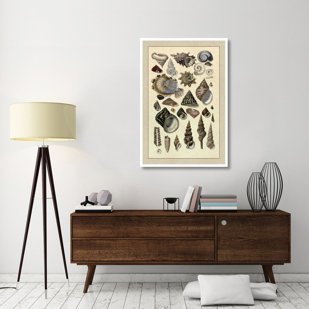 "Shells: Trachelipoda #3" Digital Paper Print by G.B. Sowerby, 34"x50"