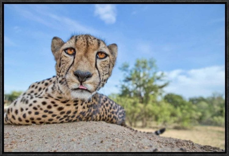 "Hungry Cheetah" Framed Canvas Giclee by Alessandro Catta, 23x16"