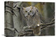 "Great Horned Owl Pale Form, Kootenays, British Columbia, Canada" Artwork