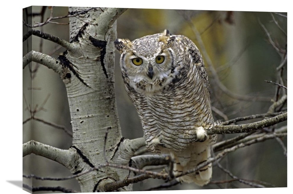 "Great Horned Owl Pale Form, Kootenays, British Columbia, Canada" Artwork