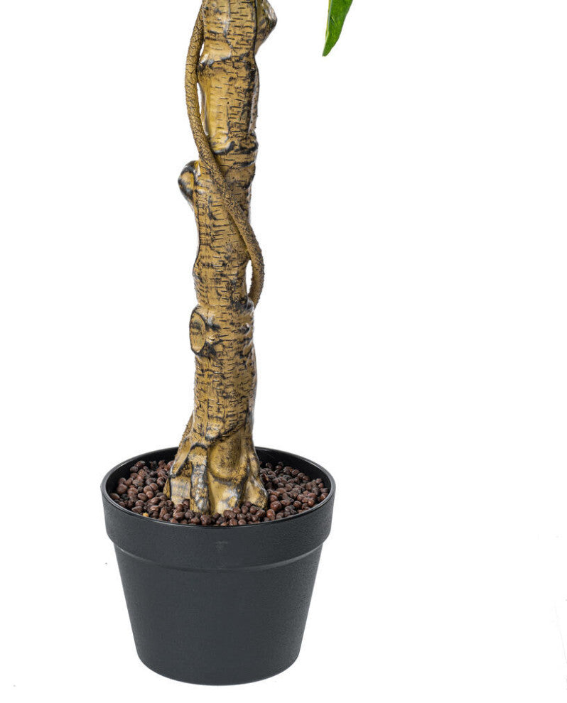 White background; cropped close-up of trunk and pot.