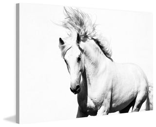 "Glorious Stallion" Painting Print, 18"x12"