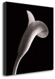 "Lilies" By Michael Faragher, Giclee Print on Gallery Wrap Canvas, Ready to Hang
