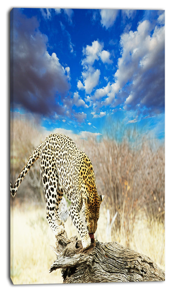 Leopard Feeding on Tree Trunk, Extra Large African Canvas Art Print, 16"x32"