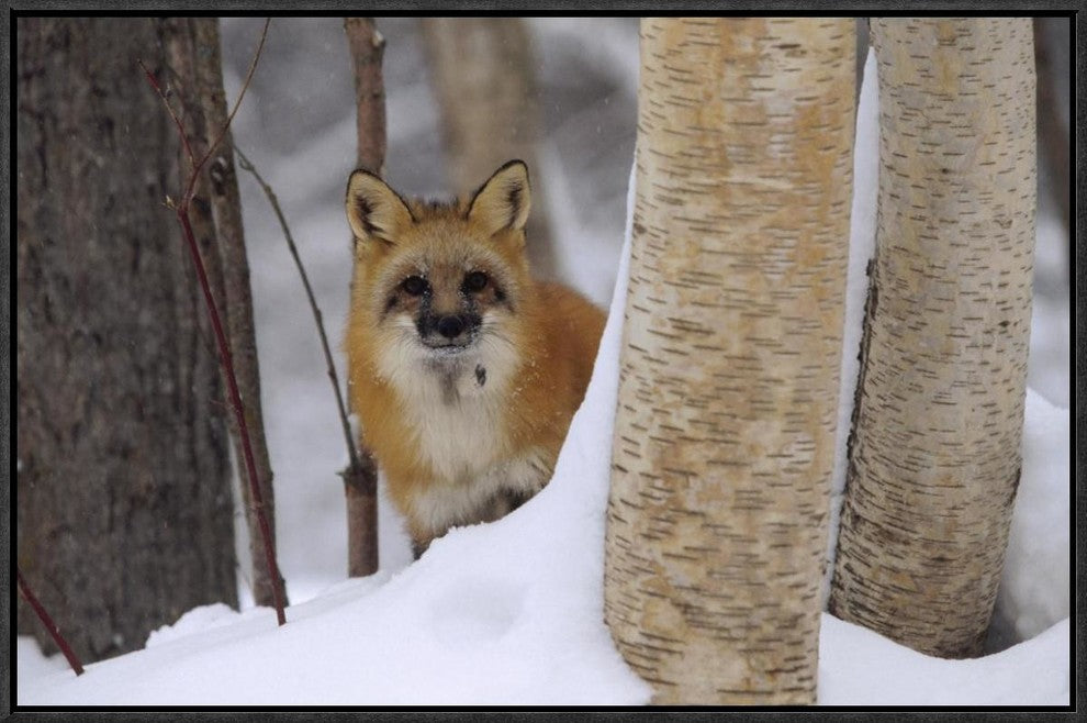 Red Fox Looking Out From Behind Trees In A Snowy Forest, Montana, 24"x16"