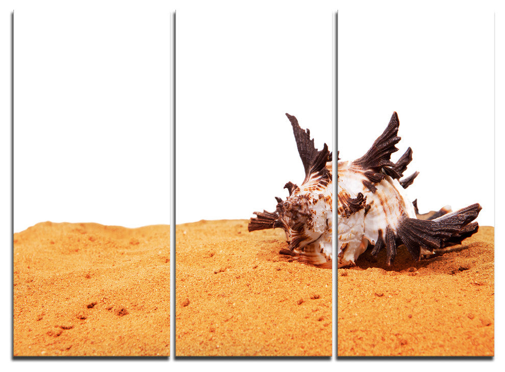 "Sea Shells on Sand" Canvas Wall Art, 3 Panels, 36"x28"