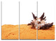 "Sea Shells on Sand" Canvas Wall Art, 3 Panels, 36"x28"
