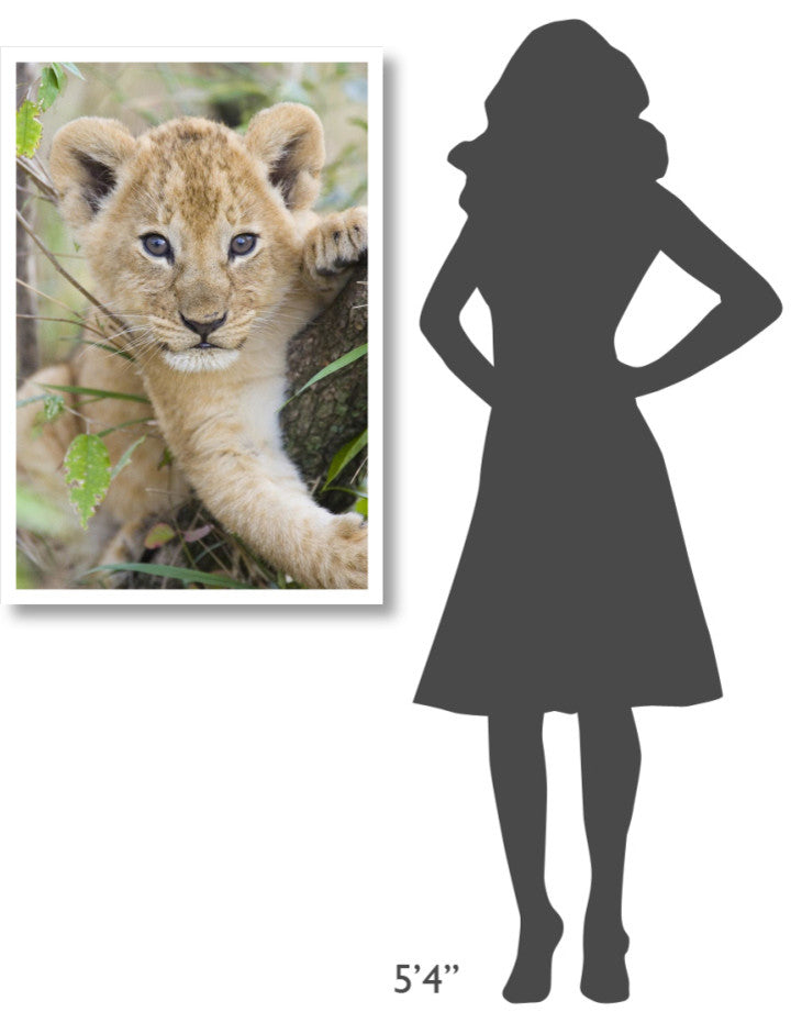 "African Lion 6-7 week old cub, Masai Mara National Reserve" Paper Art, 26"x38"